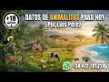 Animalitos Predictions for Today 2026 for Guacharo and Guacharoto Lotto Activo and Granjit