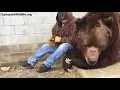 Download Lagu When your bear had a hard day and needs some extra love....