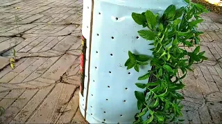 طريقة زراعة النعناع في المنزل مع مروان منصور 