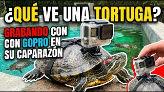 ASMR tortugas comiendo version POV