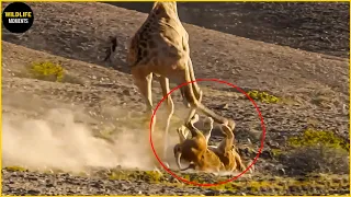 Download Giraffe Breaks Lion's Back \u0026 45 Crazy Moments Predator Become Prey MP3