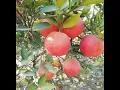 Download Lagu Unboxing of red pati lemon plant. #redpatilemon #lemon #redlemon #fruitplant #garden