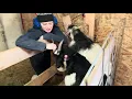 Meet Willoughby 12 goats of Christmas Day 5