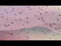 Harbors (Hollie Kenniff & Goldmund) - When We Are Free (full album) [Official Audio]