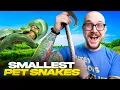 Top 5 SMALLEST Pet Snakes