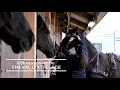 A la rencontre du cheval d attelage