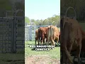 Shawn and His Cows