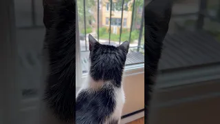 This Cat Thinks Every Cars His Uber