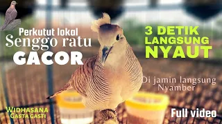 perkutut lokal songgo ratu asli irama pakem mataram