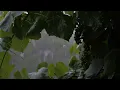 Download Lagu MAGICAL FOREST RAIN 🌧 1 Hour of Pure Cozy Vibes \u0026 Calm