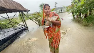 আকাশ বন্যায় অনেক বড় বড় মাছ ধরলাম রান্না হলো লাউশাক দিয়ে মাছের ঝোল আর চালকুমড়ো