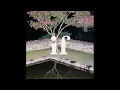 페노메코 (PENOMECO) - 세뇨리따 (Señorita) (Feat. 나플라 (Nafla))