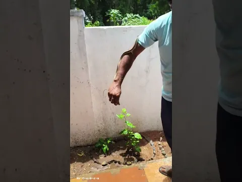 Bronze Back Tree Snake Rescue| Mr Cobra|poviarasan|#SnakeCatcherpoviarasan| #snake