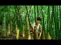 Download Lagu CEO Leaves City for Forest, Harvests Bamboo Shoots to Make Money and Live Freely