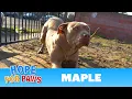 Abandoned dog was starving for love and attention
