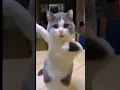 Download Lagu Cat song aa tenu moj karawah #youtubeshorts #shortvideo #shorts