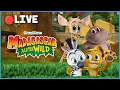 Download Lagu LIVE 🔴🦁 Best Moments of Madagascar: A Little Wild 🌴 Season 2 Clips | DreamWorks Madagascar