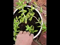 Allen Roth 8-in Planter Overview