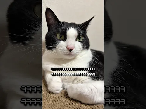 고양이 코랑 입 사이를 문지르면…