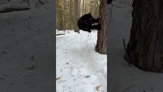 Luna The Jumping Panther 