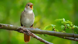 Download Nightingale singing | The best bird song in the world | Luscinia megarhynchos MP3