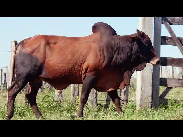 Touro Sindi RAJT - 2453