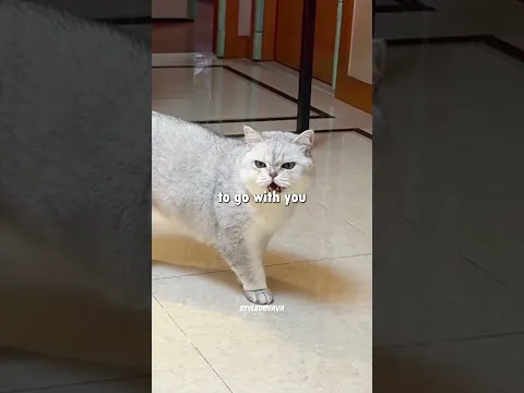 🐱 How to Approach a Stray Cat Safely! Don't Make This Mistake!
