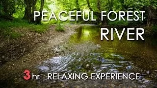 Relaxing River Sounds Peaceful Forest River 3 Hours Long HD 1080p Nature Video  Relaxing River Sounds Peaceful Forest River 3 Hours Long HD 1080p Nature Video
