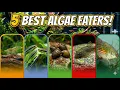 Fish That Will Actually Clean Your Tank for You