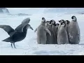 Download Lagu Penguin chicks rescued by unlikely hero | Spy In The Snow | BBC Earth