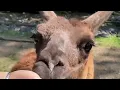 AT THE ZOO- Simon And Garfunkel