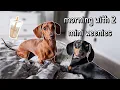 Download Lagu Realistic Mini Dachshund Morning Routine!!