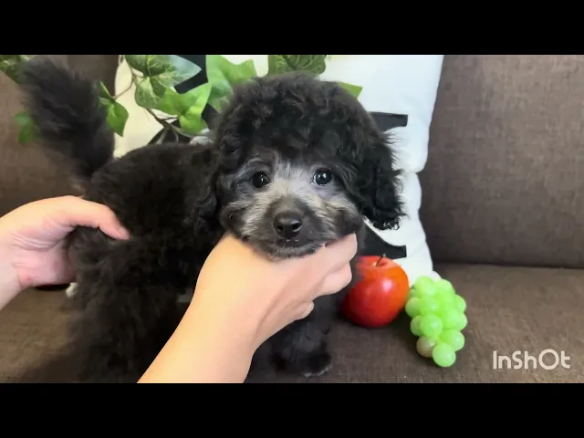 動画