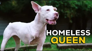 Kyun iss aggressive pitbull ka pair kaatna pada