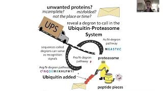 The Ubiquitin Proteasome System - the biochemistry of normal induced protein degradation
