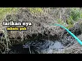Download Lagu Gak kaleng² pak‼️sambaran ikan di rawa ini memang ganas‼️#mancingliar