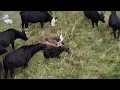 Giant Moose Decides to Join a Herd of Cows