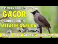 Download Lagu Masteran Burung Kutilang Gacor Pasti Burung Kutilang Lain Ikut Bunyi Durasi Panjang