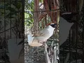 Download Lagu Kaso kaso gacor #birds #kicaumonster #kasokaso