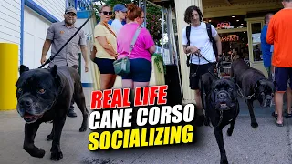 IRL Cane Corso Socialization at Restaraunt