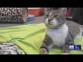 Rocky s Ace Hardware raises 45K for animal shelters nationwide