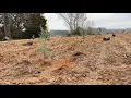 The Hidden Work Behind Growing the Perfect Christmas Tree Inside Berry s Tree Farm