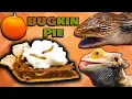 We Made our Reptiles Pumpkin Pie for Thanksgiving