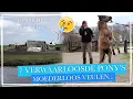 Download Lagu 7 NIEUWE VERWAARLOOSDE PONY'S?! + een MOEDERLOOS VEULEN :'( || Paardzoektbaas