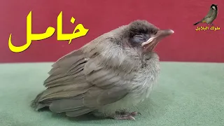سبب خمول فرخ البلبل وعلاجه دندنها