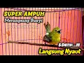 Download Lagu Suara Cipoh Gacor Super Ampuh Untuk Memancing Cipoh Lain Ikutan Nyaut@RuyukChannel