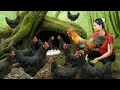 Lagu Full Video of Harvest Many Chickens and Chicken Eggs in the Countryside - Bring to Market for Sale