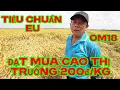 Download Lagu thu hoach lúa om18 sản xuất theo tiêu chuẩn EU  nếu đạt Công Ty mua cao hơn thị trường 200đ/kg