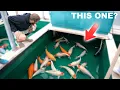 Download Lagu Sales Day in Japan - Buying Amazing Koi!!