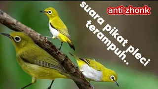 Download suara pikat pleci, suara pikat pleci ribut, suara pikat pleci ampuh, #pleci #fyp #ampuh MP3